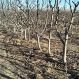 黄冠梨树苗基地及价格