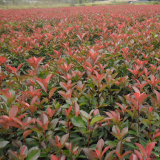 基地供應(yīng)紅葉石楠紅葉石楠樹(shù) 庭院叢生紅葉石楠色塊苗木