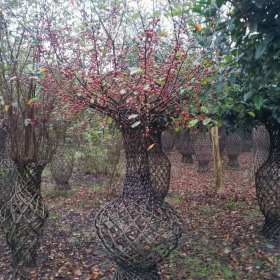 海棠精致无敌造型瓶 海棠漂亮工程花瓶