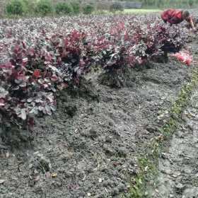 红花继木地苗基地销售批发价 红花檵木25公分高度地苗销售