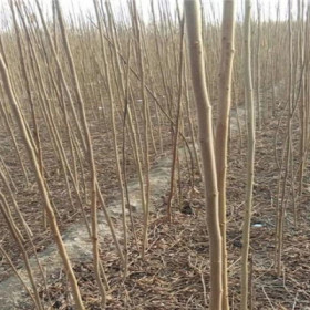 火炬树价格--河北火炬树基地--火炬树多少钱