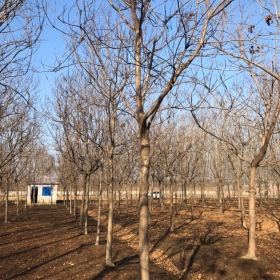 江苏栾树基地 供应10-20公分南栾北栾