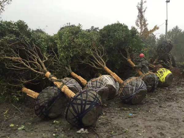 10公分桂花基地