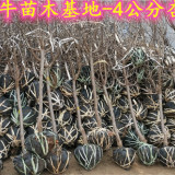 2公分珍珠油杏樹苗報(bào)價(jià) 5公分杏樹