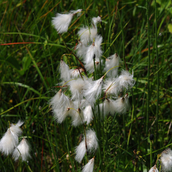 細(xì)葉苔草