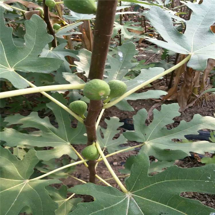 1公分日本紫果無花果苗什麼價格 日本紫皮無花果苗批發基地