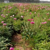 芍藥花苗根塊當(dāng)年開花盆栽室內(nèi)花卉植物四季開花