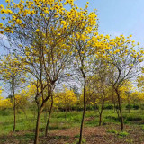 貴州遵義荔波六盤(pán)水都勻黔南貴陽(yáng)思南黃花風(fēng)鈴木價(jià)格優(yōu)惠供應(yīng)