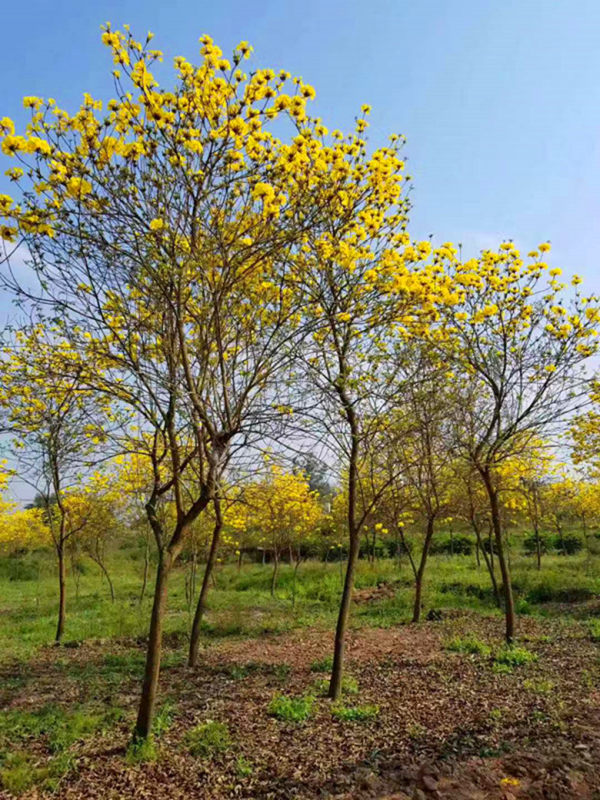 黃花風(fēng)鈴木