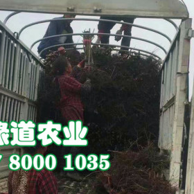 武汉李子树苗批发基地,2公分晚熟李子苗价格,李子苗大规格