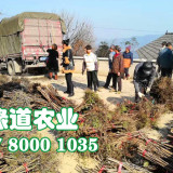 眉山李子樹苗基地,1年早熟李子苗價格,李子苗種植收益好