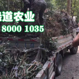 榆林晚熟李子苗批發(fā)基地,4cm晚熟李子苗價(jià)格,李子樹苗基地直銷