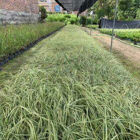 基地批发苔草常绿观赏草 绿化草坪盆栽苗木观赏草 观叶植物