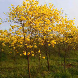 重慶江津永川璧山榮昌銅梁萬(wàn)州開(kāi)州小葉多花黃花風(fēng)鈴木