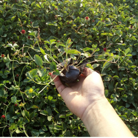 基地批发蛇莓 宿根植物盆栽蛇莓苗木 野草莓盆栽