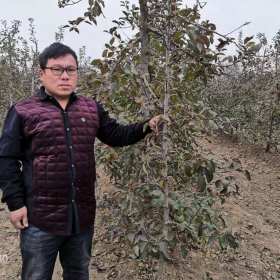 水蜜桃苹果苗。水蜜桃苹果苗价格及报价