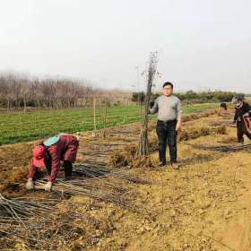 维纳斯黄金苹果苗价格3.5元/株 100株起批