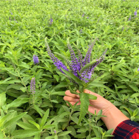 批发婆婆纳苗草花 婆婆纳工程苗多年生蓝花婆婆纳耐寒