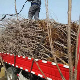 山東大櫻桃苗 基地大櫻桃苗一棵多少錢-果樹苗