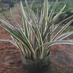 批发银边山管兰观叶植物 裸根苗地被水生植物工程绿化苗