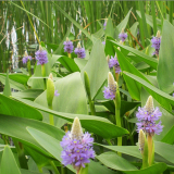 批發(fā)水生花卉梭魚草 海壽花綠化水生植物河道梭魚草苗水體植物