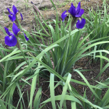 批發(fā)玉蟬花 又名花菖蒲 水生植物基地 石蒜彼岸花 梭魚(yú)草