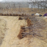 大櫻桃苗介紹 大櫻桃苗種植基地 綠色種植