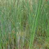 水生植物 水葱 花叶水葱 蒲苹水丈葱 冲天草湿地公园绿化苗