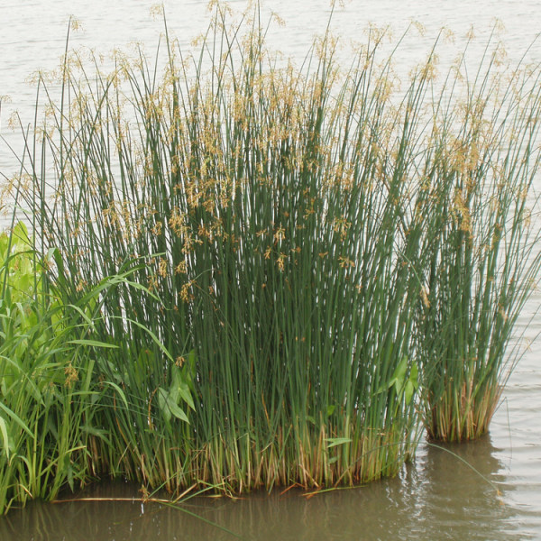 水生植物水葱花叶水葱蒲苹水丈葱冲天草湿地公园绿化苗