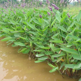 批發(fā)水生植物 再力花 水竹芋花 水體綠化濕地綠化再力花小苗