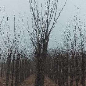 8公分嫁接香花槐