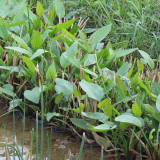 基地直销泽苔水生植物泽苔草苗湿地种植工程绿化小苗