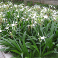 批發(fā)水鬼蕉 蜘蛛蘭草本植物園林綠化植物水鬼蕉小苗