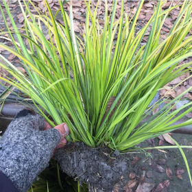 批发钱菖蒲 金边石菖蒲金线蒲 常绿彩叶植物 植株有芳香