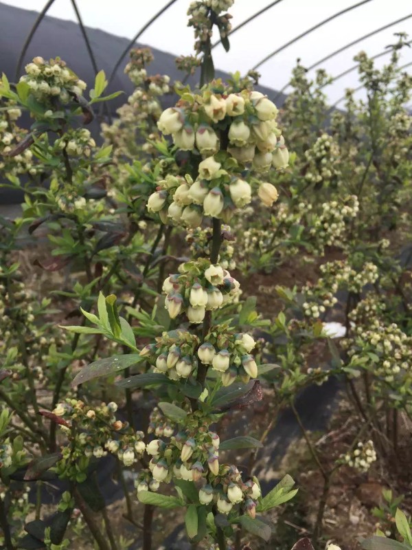 奧尼爾藍(lán)莓苗