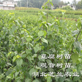 神仙豆腐樹苗批發(fā)基地供應觀音豆腐樹苗臭黃荊苗神豆腐樹