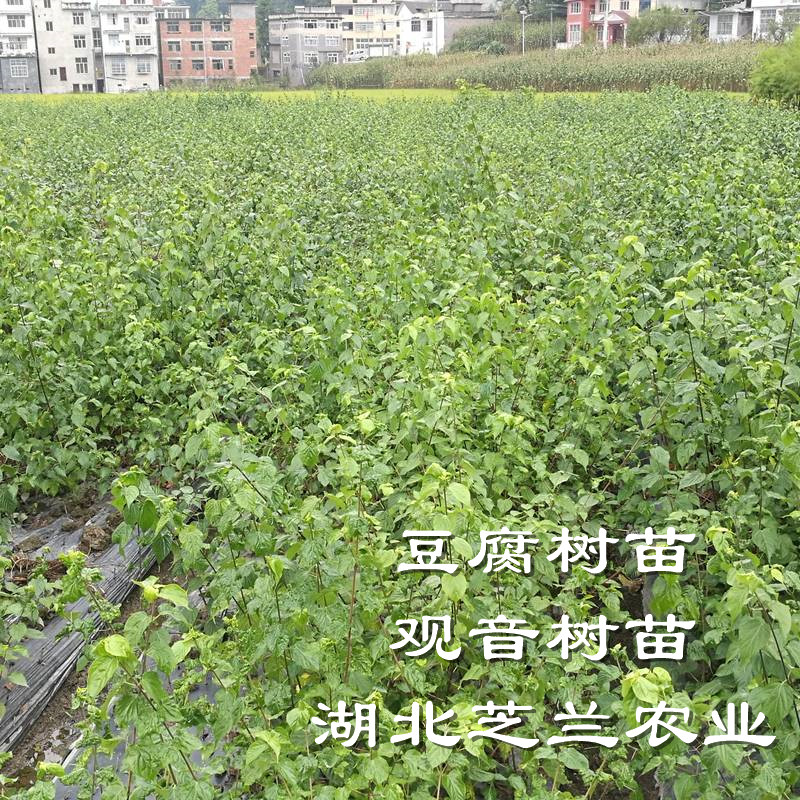 神仙豆腐树苗又名观音豆腐树腐婢树苗豆腐柴苗臭黄荆树批发