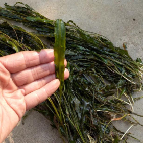 马来眼子菜 活体真水草沉水植物鱼缸眼子菜池塘河道绿化