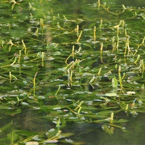 眼子菜