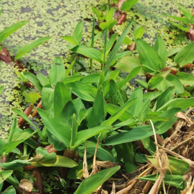 基地批發(fā)水禾小苗水生植物水禾凈化水質(zhì)量大優(yōu)惠