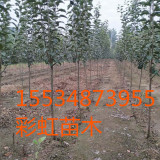 3公分苹果树价格4公分苹果树价格5公分苹果树价格