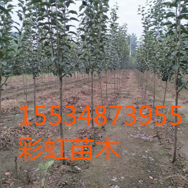 3公分苹果树