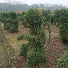 小叶女贞造型基地批发 小叶女贞种植造型基地