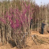 江苏产地紫荆，丛生紫荆冠幅1米现在多少钱一棵