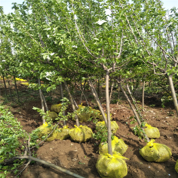 5公分苹果树苗