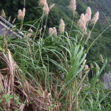 基地批发五节芒 苗圃直销 水生地被植物五节芒工程绿化苗