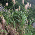 基地批发五节芒 苗圃直销 水生地被植物五节芒工程绿化苗