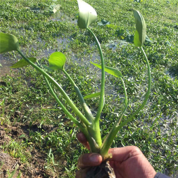 雨久花