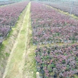 两年蓝莓苗哪里卖 哪里有莱克西蓝莓苗 两年蓝莓苗多少钱一棵