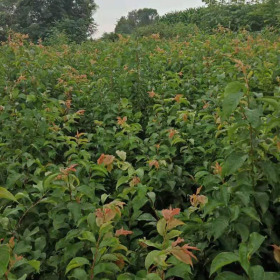 铜川蜂糖李子树苗苗圃基地、蜂糖李子苗修枝技术